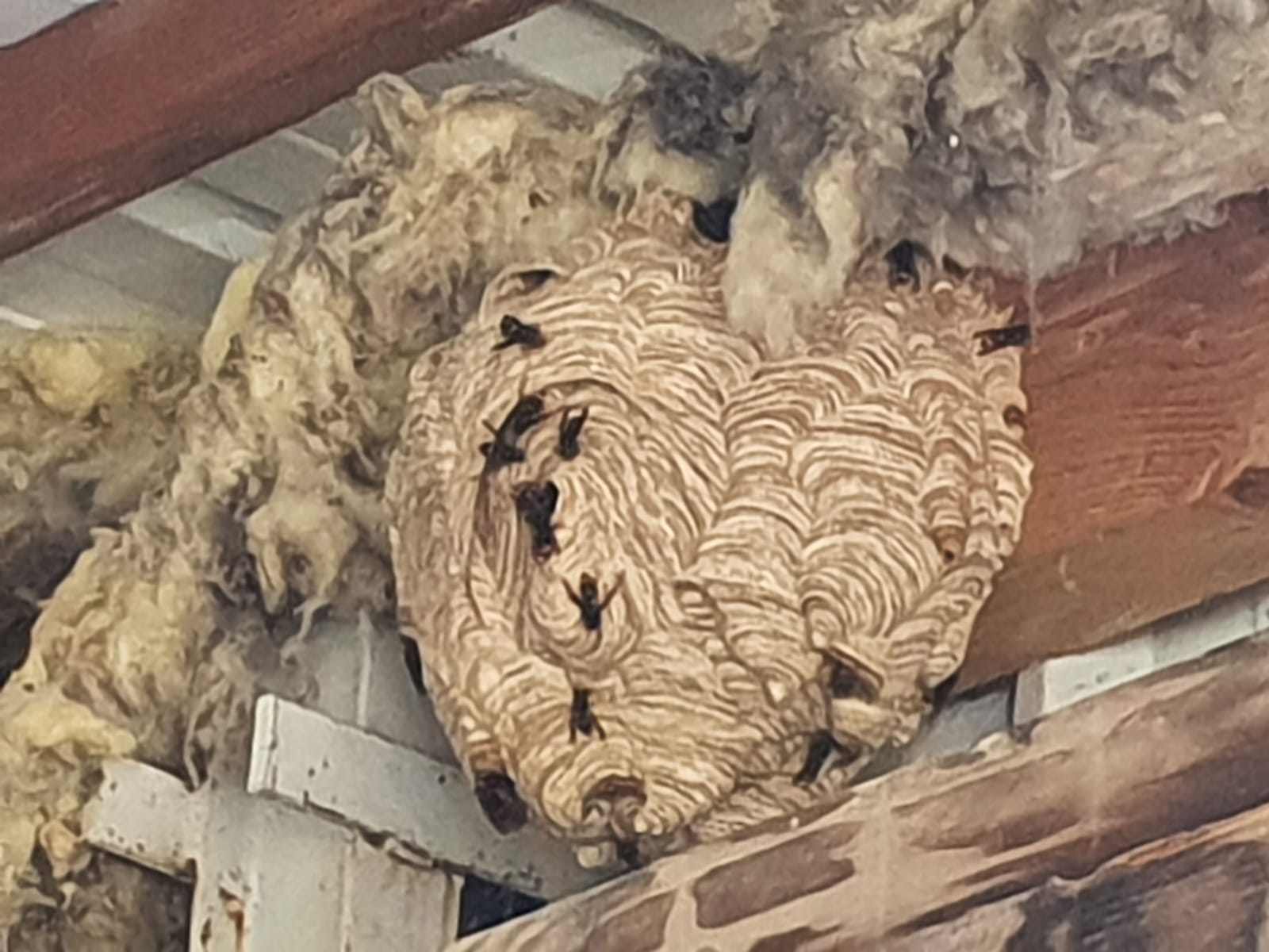 destruction nid de guepes exterminateur nid frelons asiatiques Verneuil-sur-Seine 78480
