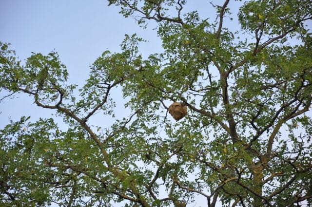 exterminateur nid frelons asiatiques Versailles 78000